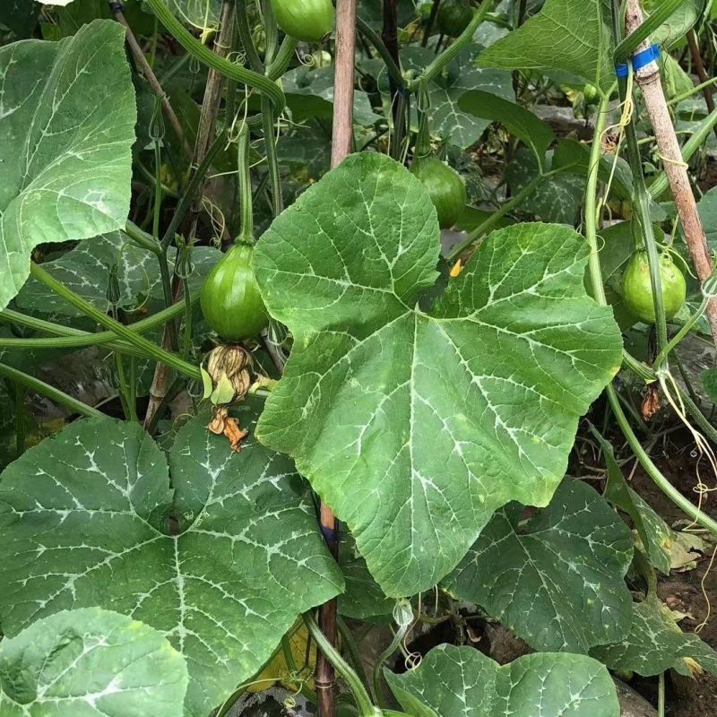 京铃二号西葫芦种子早熟嫩瓜圆球形表皮深绿南瓜籽