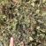 新货野生积雪草干品破铜钱崩大碗缺碗草马蹄草大货