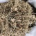新货野生积雪草干品破铜钱崩大碗缺碗草马蹄草大货