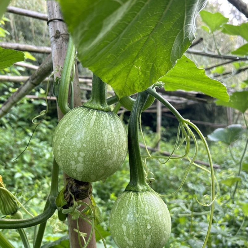 京铃三号西葫芦种子早熟嫩瓜圆球形肉厚口感鲜嫩南瓜籽