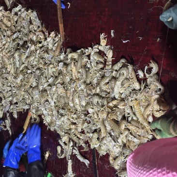 活皮虾有货价格便宜电商团购批发肥度好！！