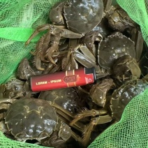 大闸蟹