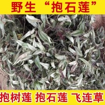 中药材抱石莲金龟藤抱树莲飞连草野生大货批发