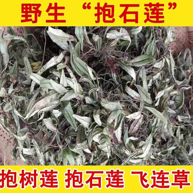 中药材抱石莲金龟藤抱树莲飞连草野生大货批发