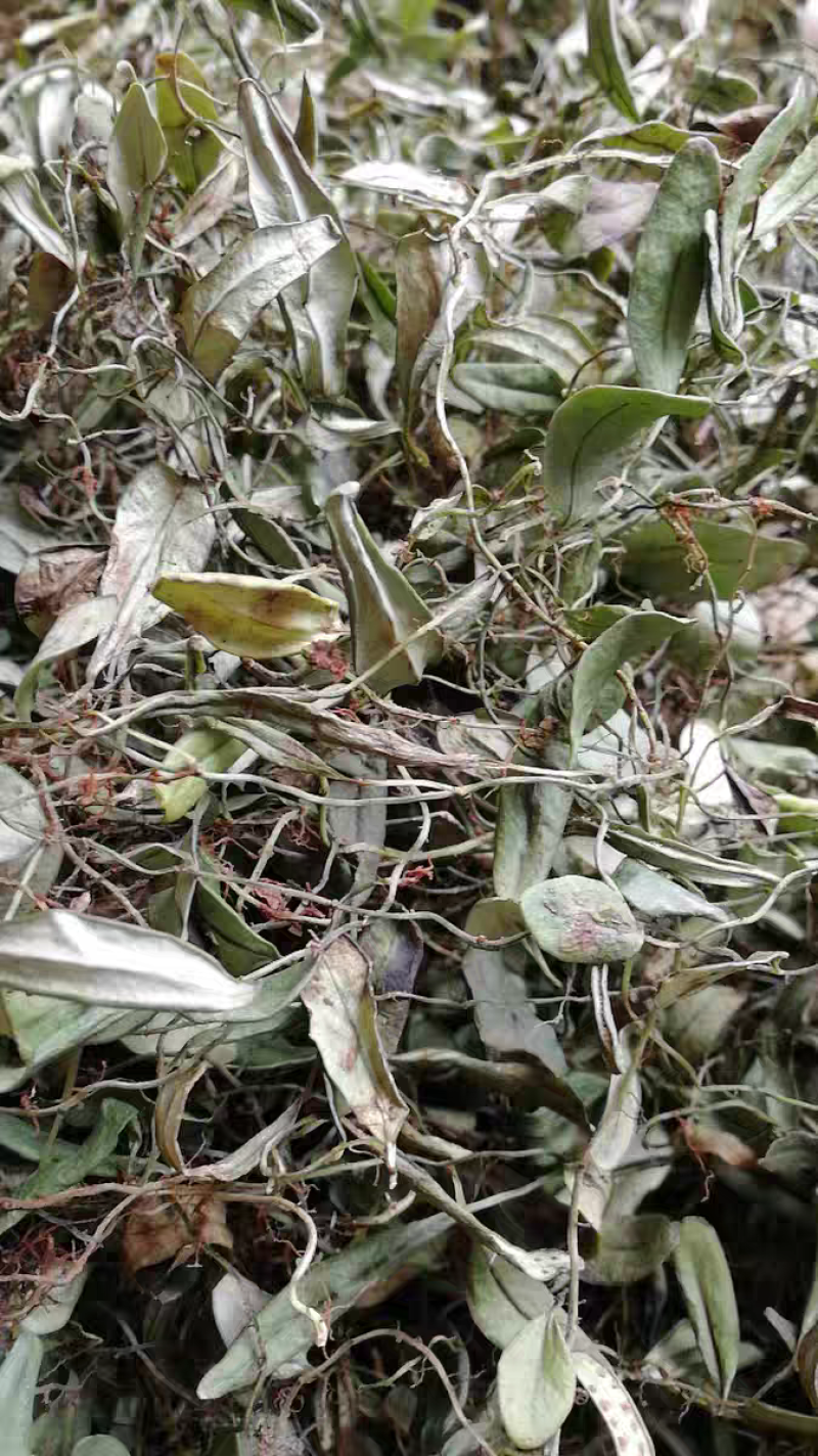 中药材抱石莲金龟藤抱树莲飞连草野生大货批发