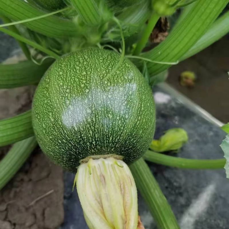 京绿三号西葫芦种子杂交早熟生长期短耐高低温性好节节有瓜