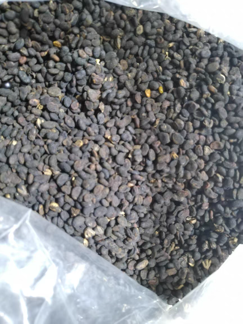 正品补骨脂中药材野生破故纸婆黑故子盐补骨脂大货批发