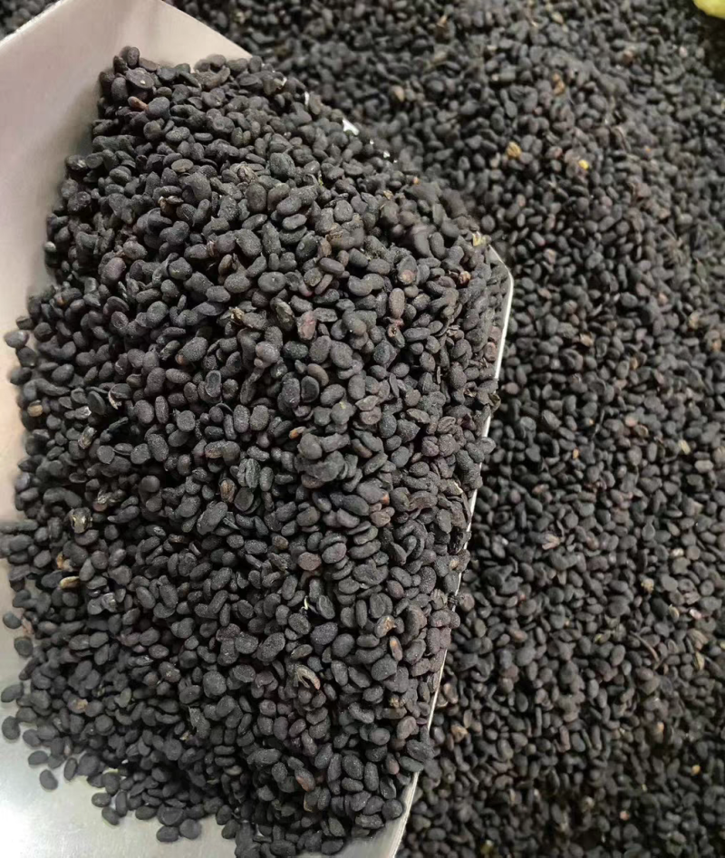 正品补骨脂中药材野生破故纸婆黑故子盐补骨脂大货批发