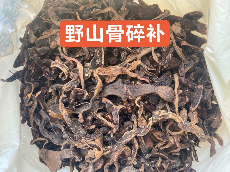 骨碎补野生特级骨碎补中药材正品品质保证纯货净货
