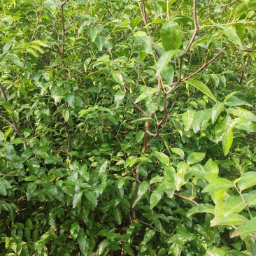 冬枣大雪枣蟠枣枣树苗南北栽植品种优质种苗