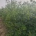 冬枣大雪枣蟠枣枣树苗南北栽植品种优质种苗
