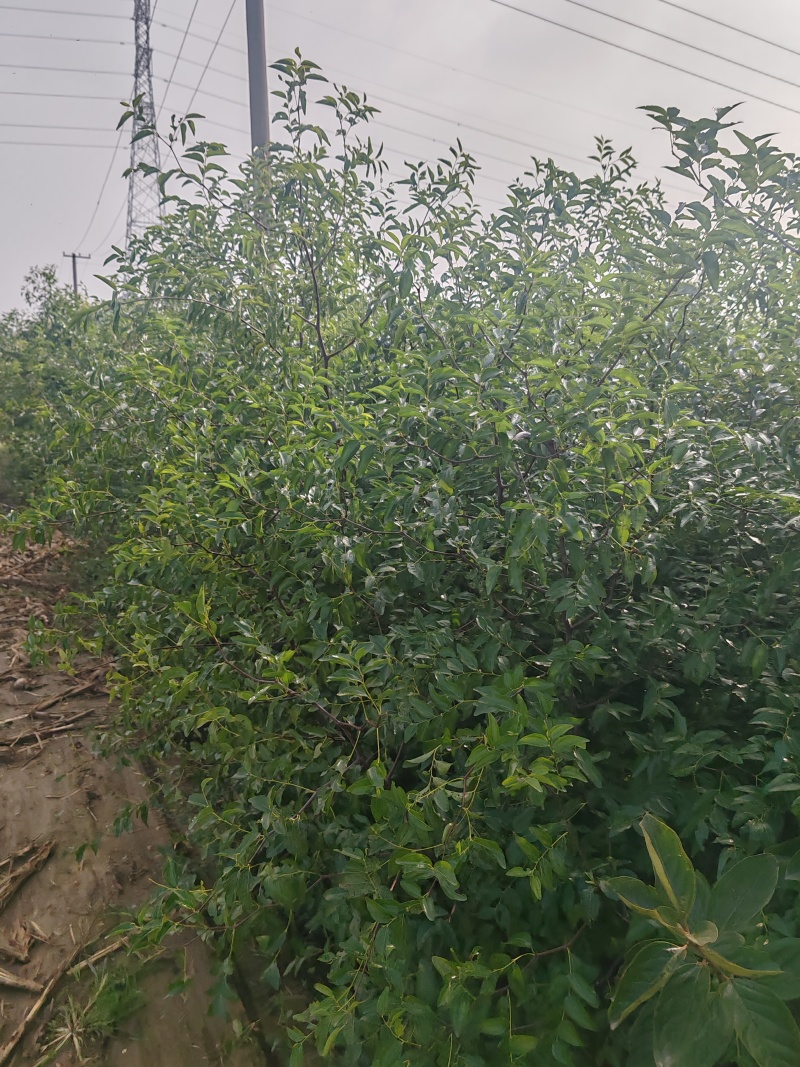 冬枣大雪枣蟠枣枣树苗南北栽植品种优质种苗