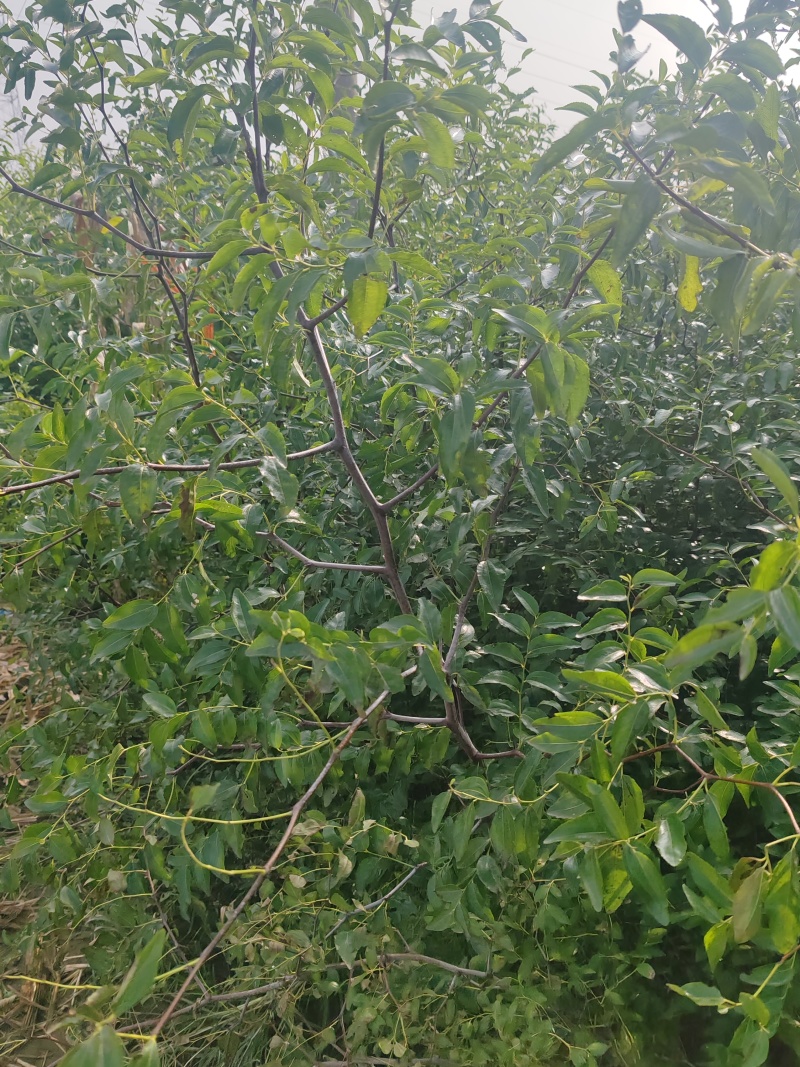 冬枣大雪枣蟠枣枣树苗南北栽植品种优质种苗