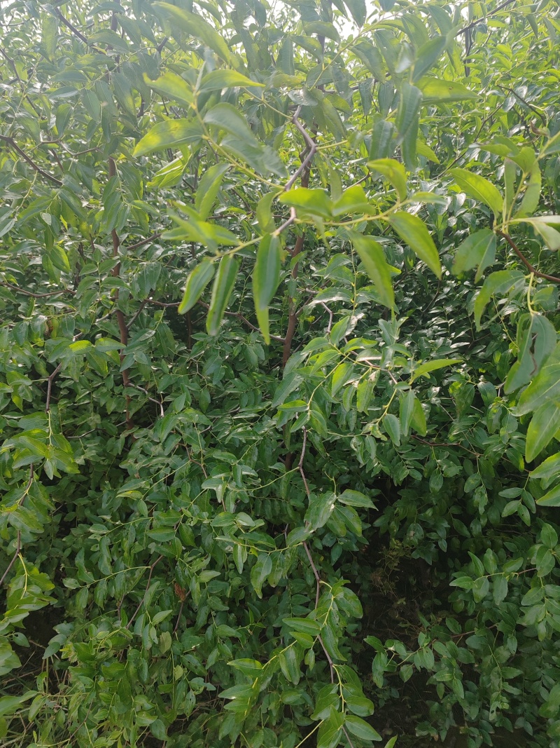 冬枣大雪枣蟠枣枣树苗南北栽植品种优质种苗