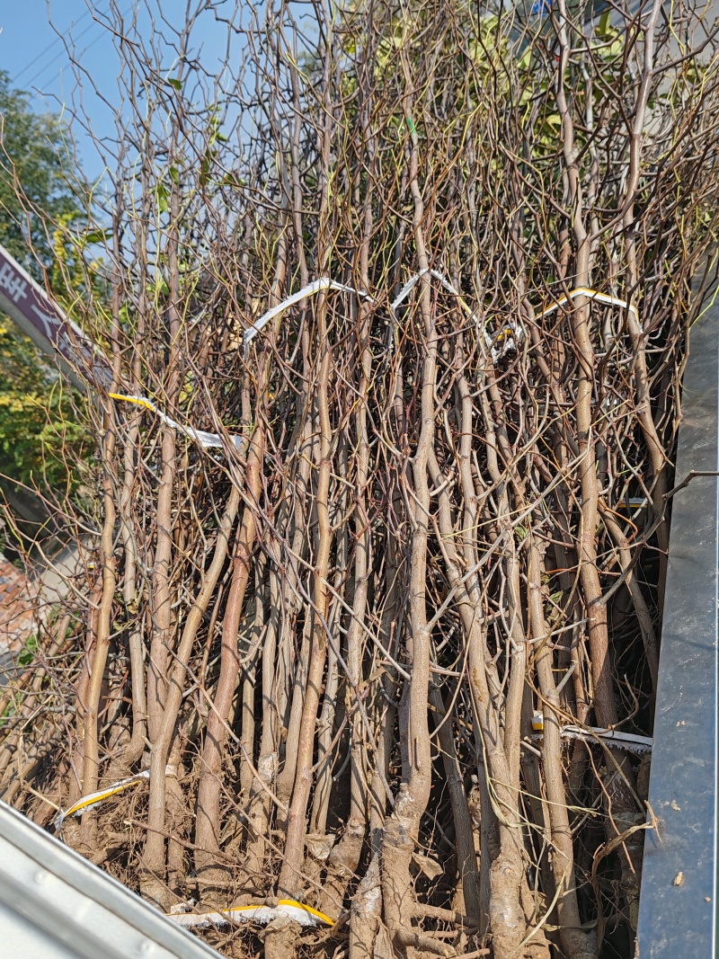 冬枣大雪枣蟠枣枣树苗南北栽植品种优质种苗