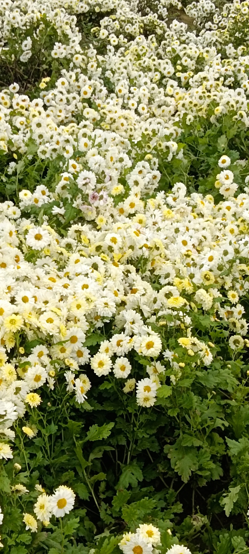 杭白菊