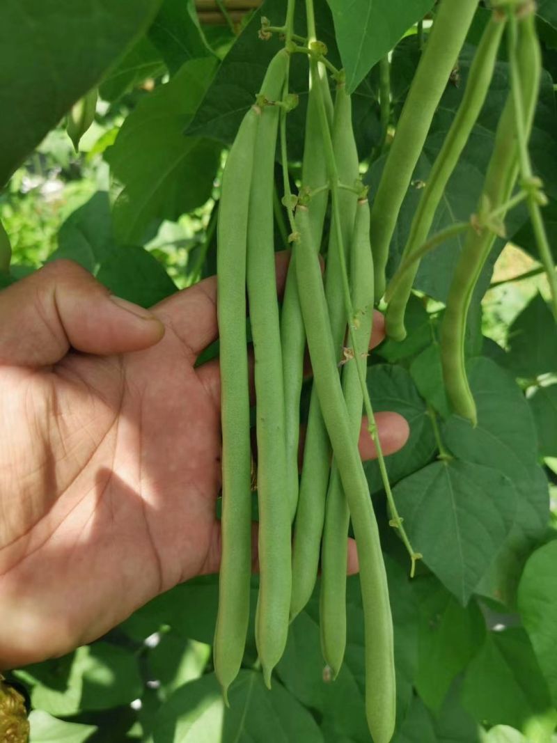 长条1号小金豆种子蔓生荚色浅绿近圆形质脆纤维少耐寒抗病