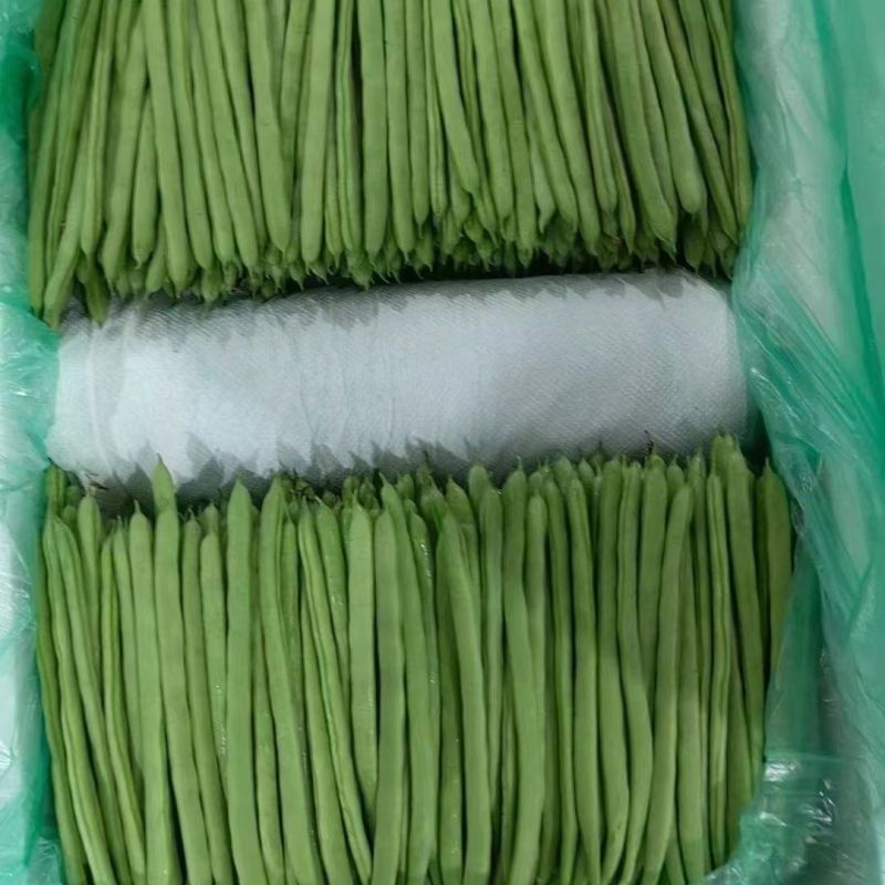 长条1号小金豆种子蔓生荚色浅绿近圆形质脆纤维少耐寒抗病