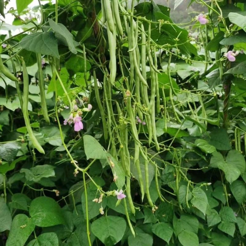 长条1号小金豆种子蔓生荚色浅绿近圆形质脆纤维少耐寒抗病