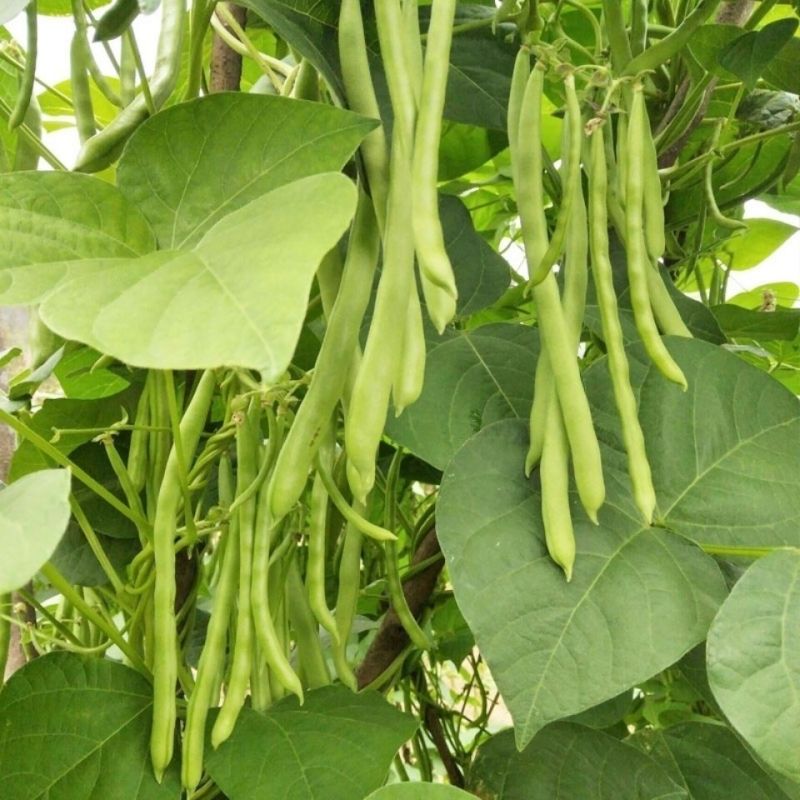 长条1号小金豆种子蔓生荚色浅绿近圆形质脆纤维少耐寒抗病