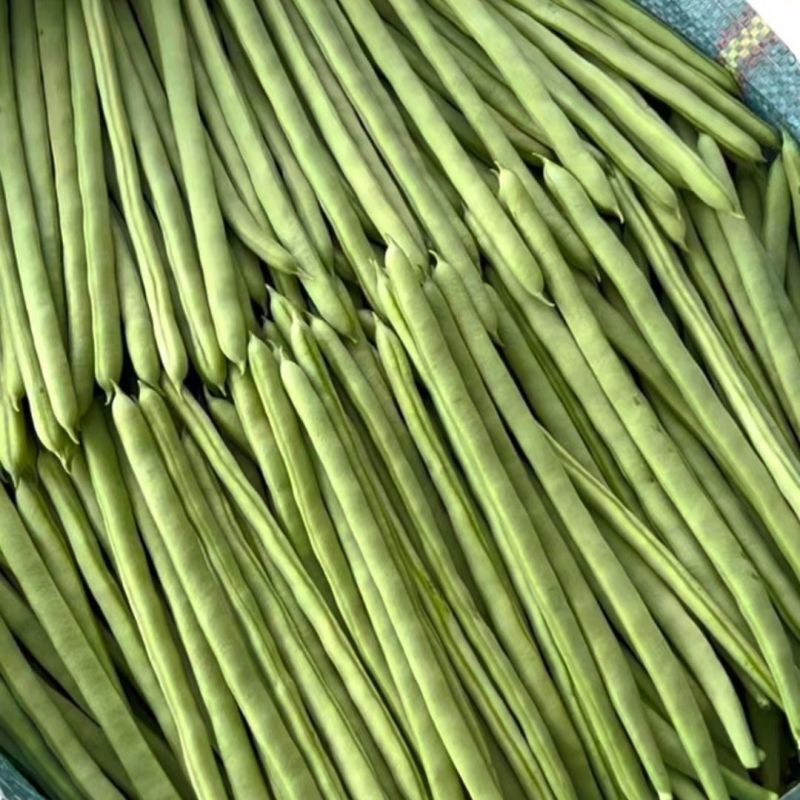 长条1号小金豆种子蔓生荚色浅绿近圆形质脆纤维少耐寒抗病