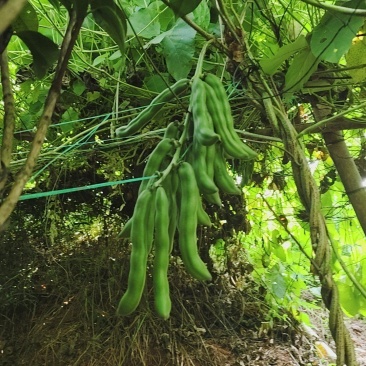 自种狗爪豆/狗爪豆干