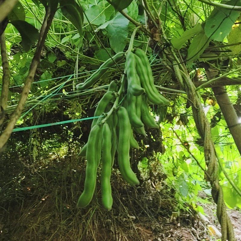 自种狗爪豆/狗爪豆干