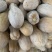 新达蜜本南瓜种子粉糯味甜南瓜种籽橙红肉水分少抗病高产