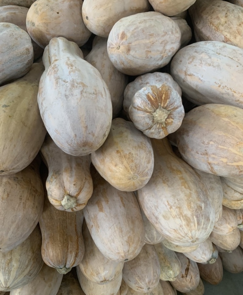 新达蜜本南瓜种子粉糯味甜南瓜种籽橙红肉水分少抗病高产