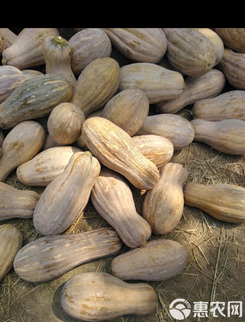 新达蜜本南瓜种子粉糯味甜南瓜种籽橙红肉水分少抗病高产