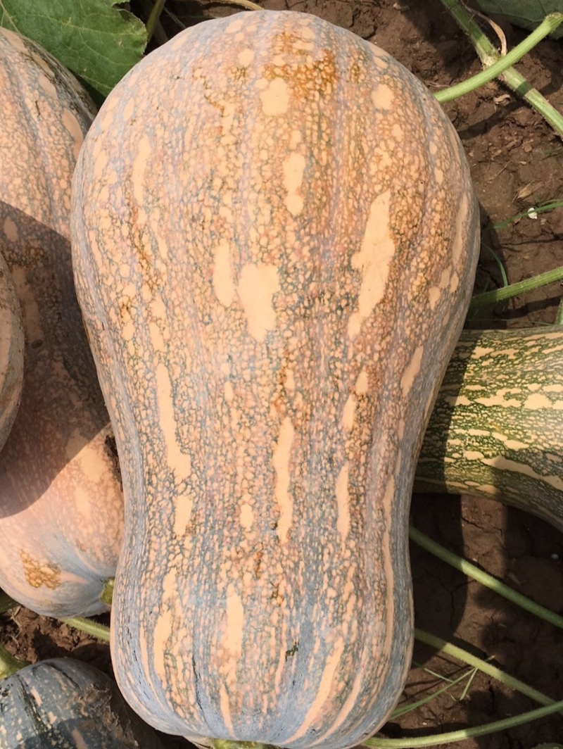 新达蜜本南瓜种子粉糯味甜南瓜种籽橙红肉水分少抗病高产