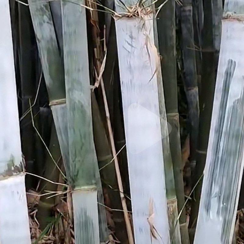 竹白霜