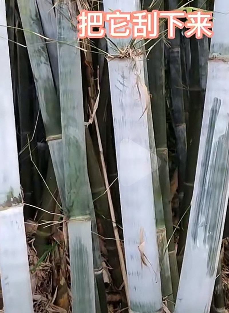 竹白霜