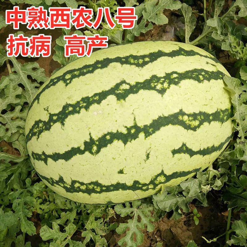 西农八号西瓜种子杂交中晚熟花皮西瓜抗病耐旱耐湿果肉鲜红