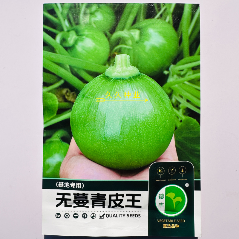 无蔓青皮王小南瓜种子亮绿甜脆多果早熟高产商品性佳