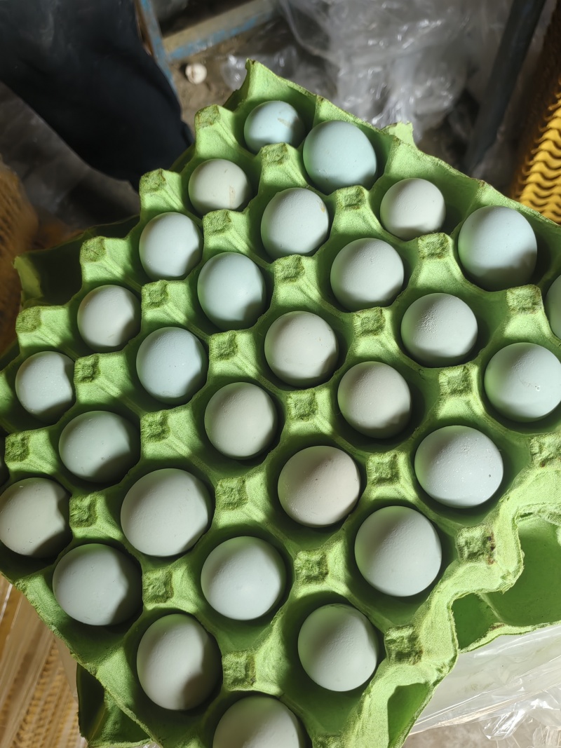 黄金新堂土鸡蛋