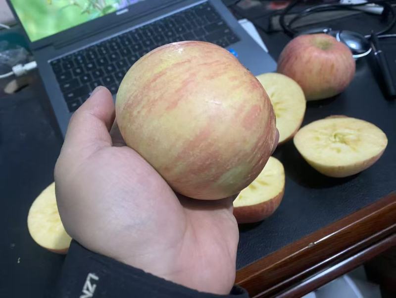 2025新果山东红富士苹果源头供应链一件代发