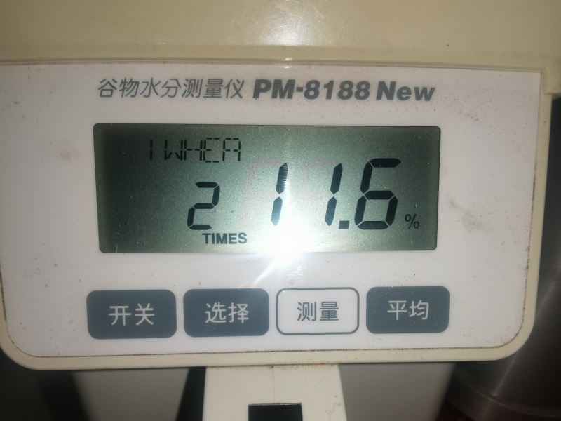 3号3号D龙麦198吨843容重