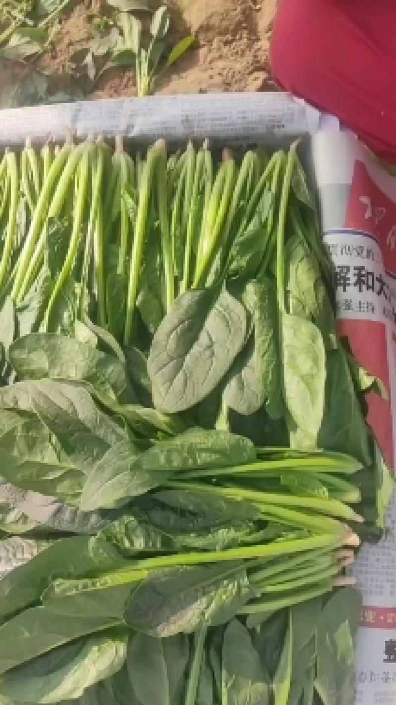 山东惠民大棚优质菠菜继续发货中！保质保量，全国供货