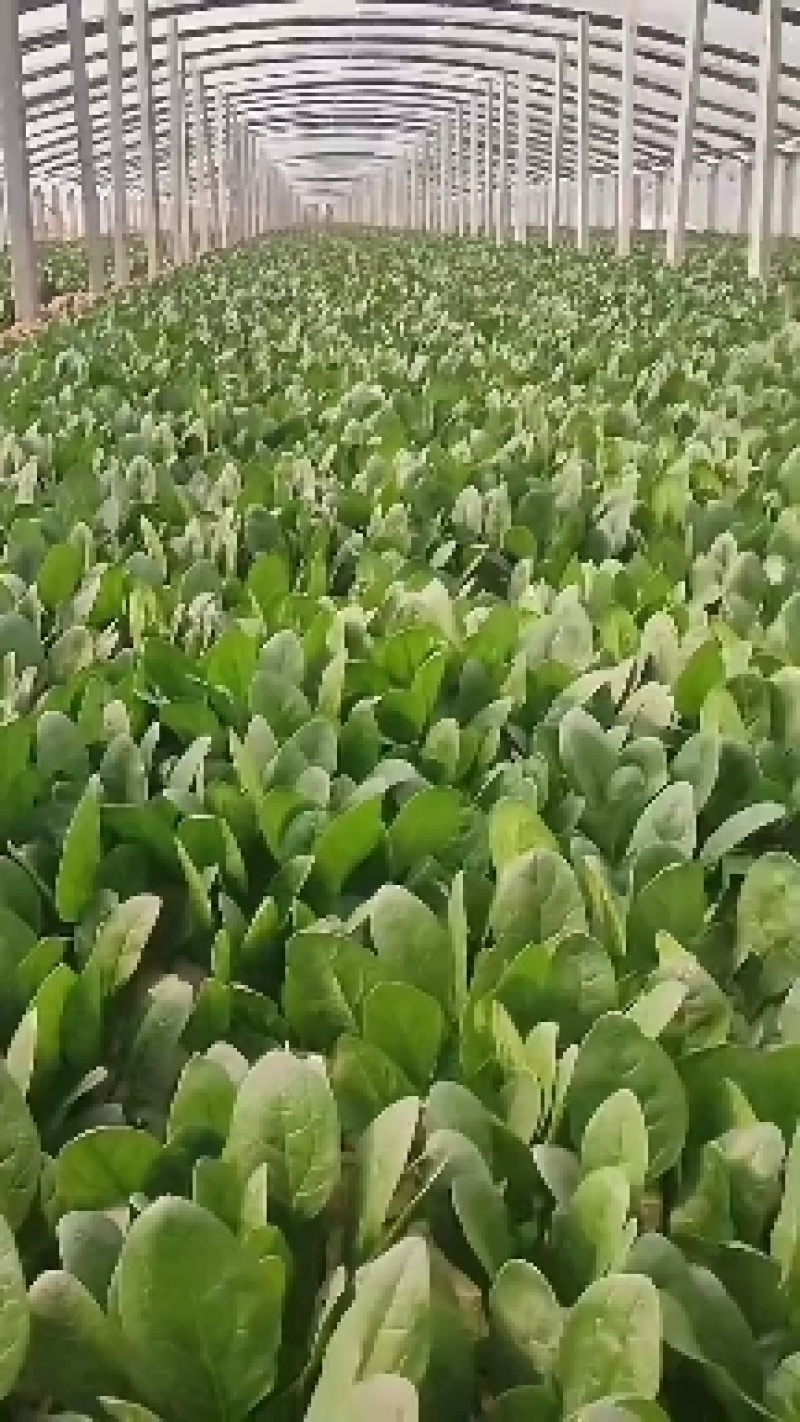 山东惠民大棚优质菠菜继续发货中！保质保量，全国供货