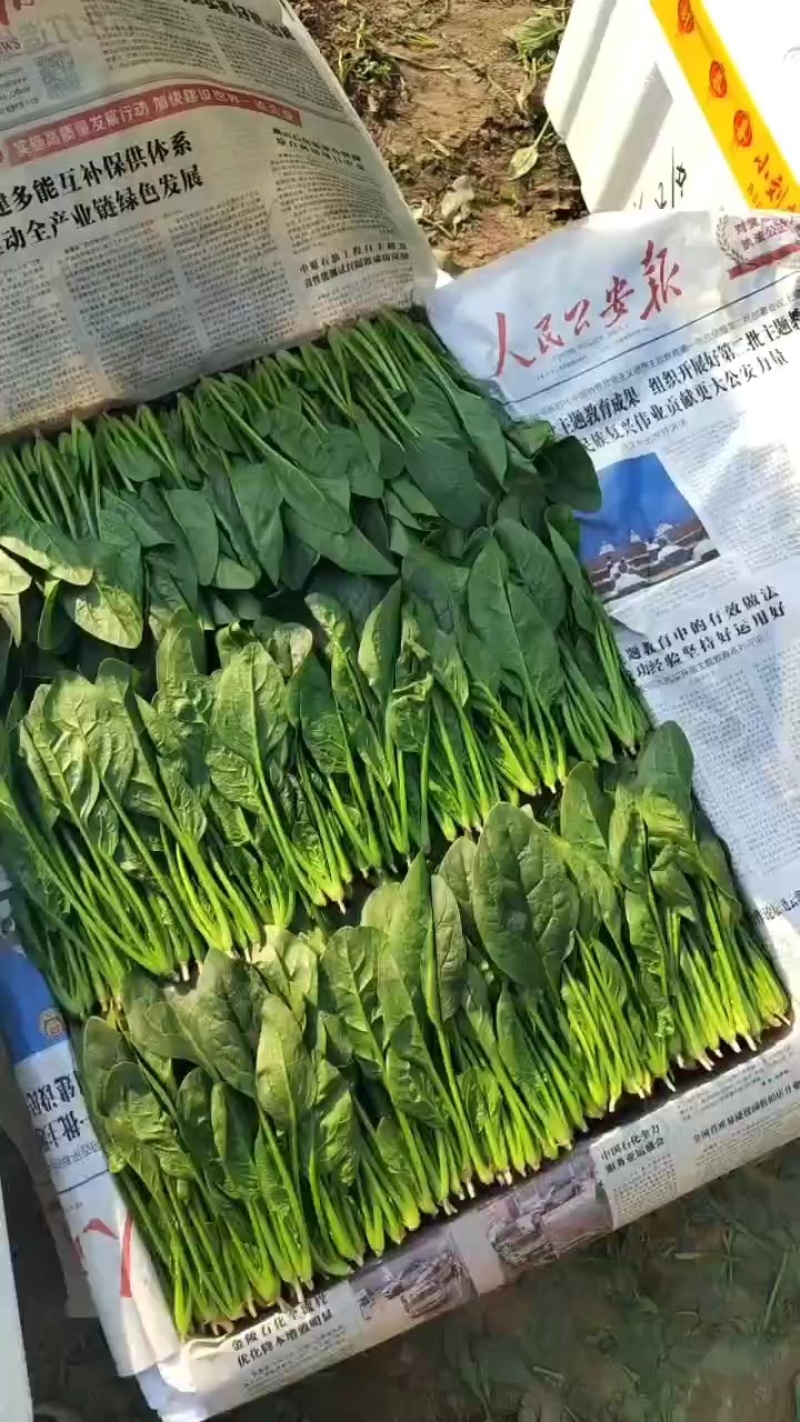 山东惠民大棚优质菠菜继续发货中！保质保量，全国供货