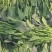 山东惠民大棚优质菠菜继续发货中！保质保量，全国供货