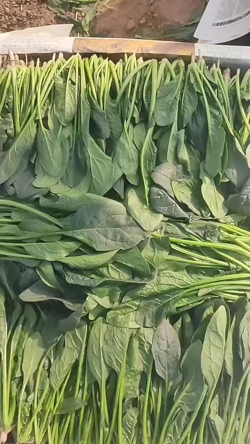 山东惠民大棚优质菠菜继续发货中！保质保量，全国供货