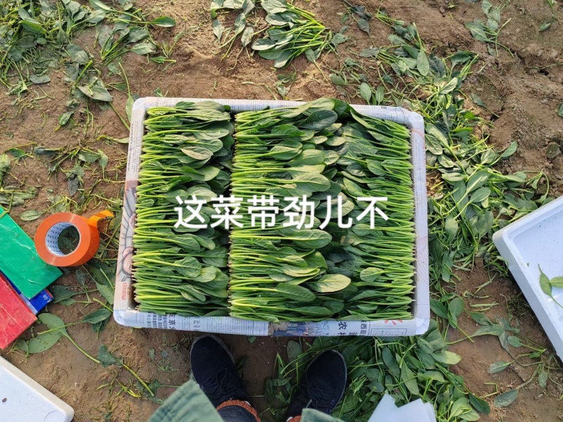 山东惠民大棚优质菠菜继续发货中！保质保量，全国供货