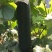 粤能999黑皮冬瓜种子杂交铁心炮弹黑皮特大冬瓜