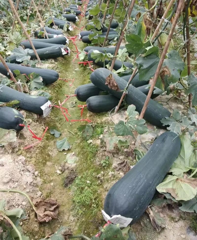 穗研一号黑皮冬瓜种子杂交铁心中晚熟耐寒耐热抗病强腔小