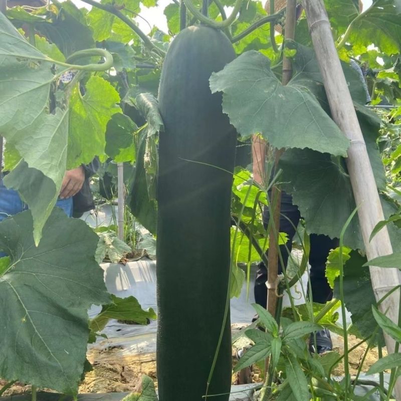 穗研一号黑皮冬瓜种子杂交铁心中晚熟耐寒耐热抗病强腔小