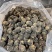 玛卡2025黑玛卡片干货云南黑玛个子质量保证