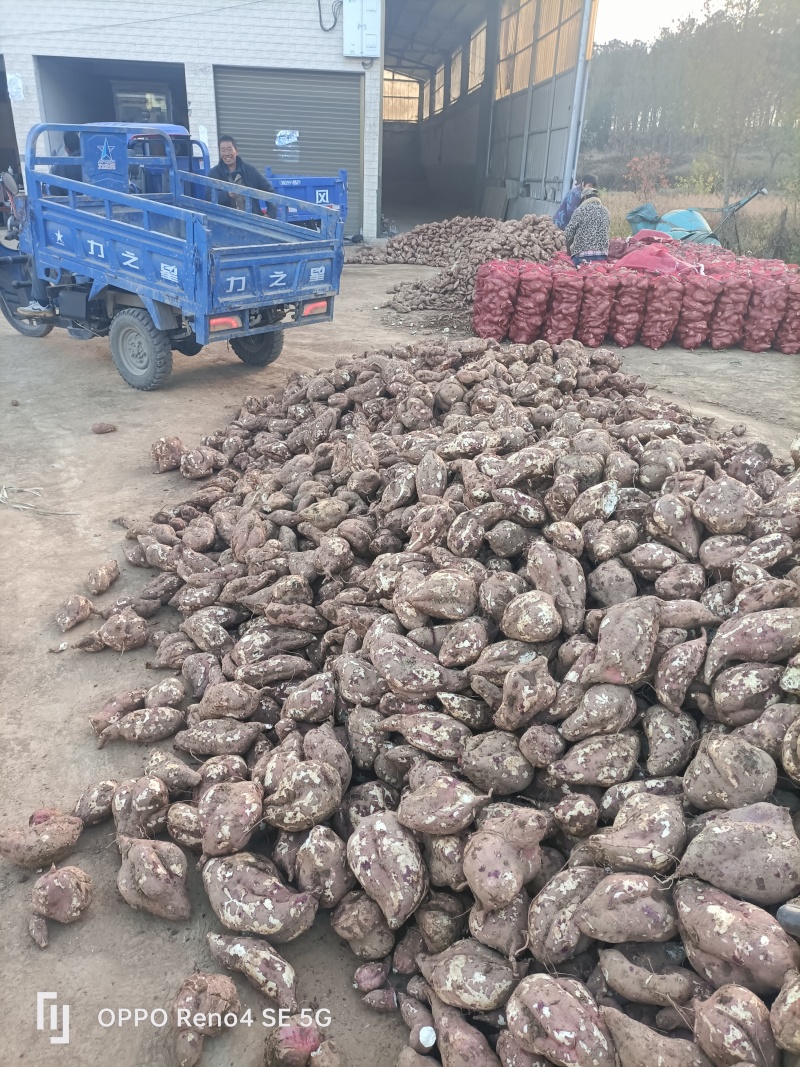 河南省确山县瓦岗丘陵高淀粉红薯