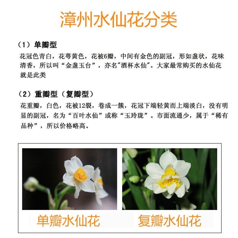 水仙